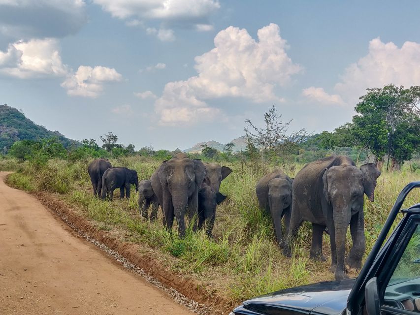 Hurulu Eco Park: 3-Hour Morning or Evening Safari - What the $24 price really includes