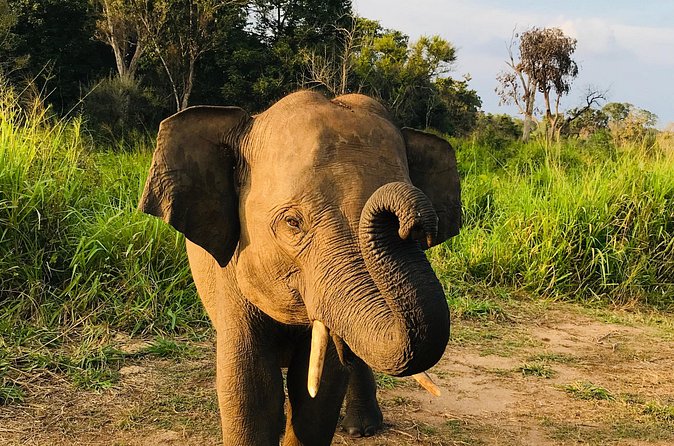 Hurulu Eco Park Half Day Safari - What the $27 Minneriya safari actually offers