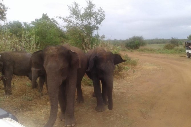 Hurulu eco park jeep safari - Choosing between morning and afternoon
