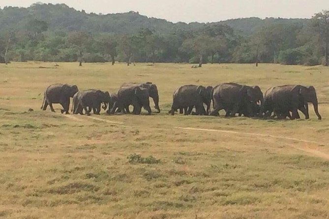 Hurulu eco park jeep safari - Elephant viewing and wildlife expectations