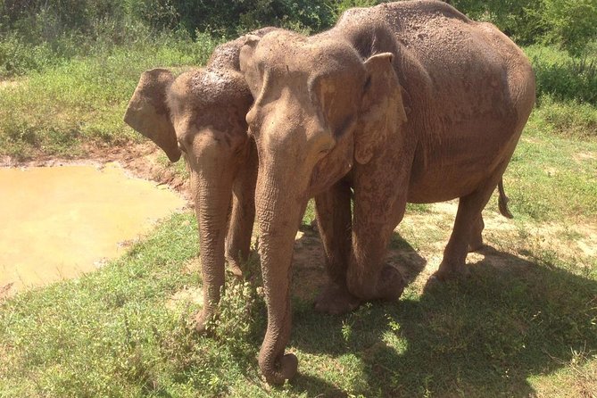 Hurulu eco park jeep safari - A private Jeep for up to six people