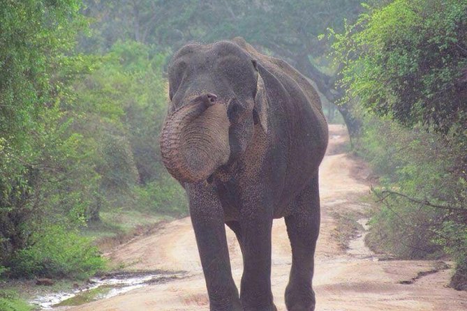 Hurulu eco park jeep safari - The three-hour ride through Habarana