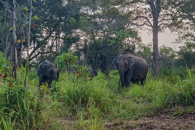 Hurulu Eco Park Private Safari - Other wildlife: exciting possibilities, no guarantees