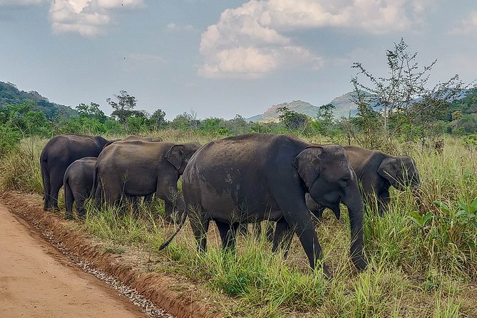 Hurulu Eco Park Private Safari - How much value do you get for $27?