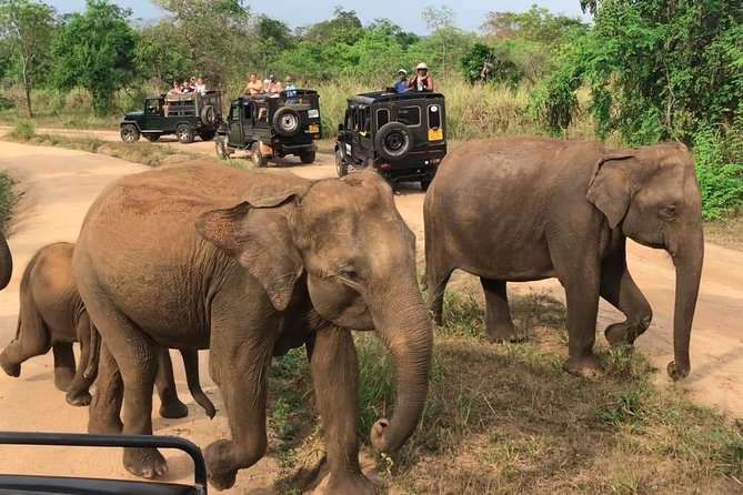 Hurulu Eco Park Private Safari - Morning or afternoon: which departure should you choose?