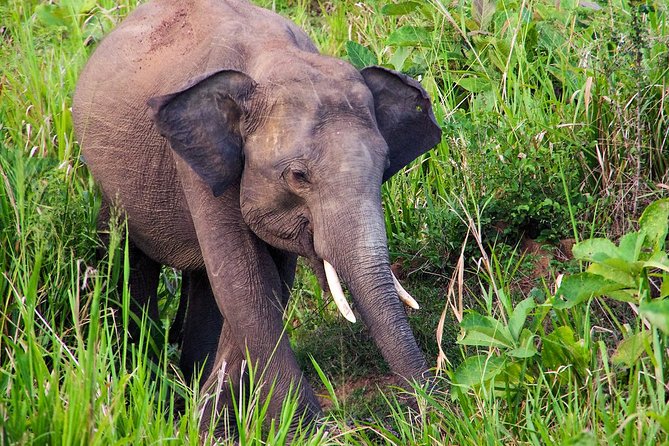 Hurulu Eco Park Private Safari - Following elephants through forest and grassland