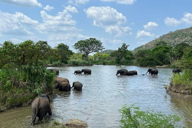 Hurulu Eco Park Safari Adventure - The real drawback: too many jeeps at one herd