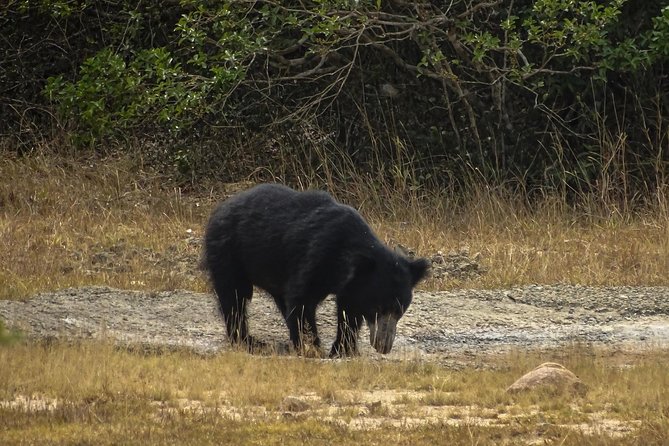 Jeep Safari at Kumana National Park - Key points to know before you book