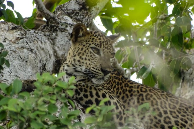Jeep Safari at Kumana National Park - Why Kumana is worth a safari