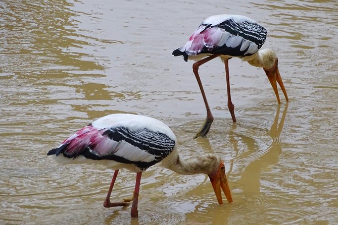 Jeep Safari at Kumana National Park - What the six-hour safari is likely to include