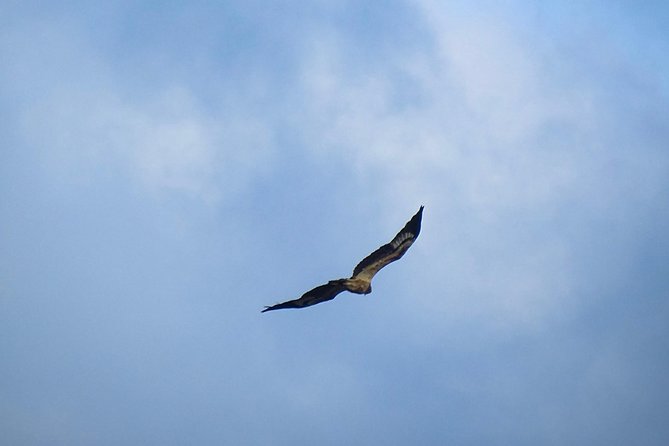 Jeep Safari at Kumana National Park - Kumana Villu and the best reason to bring binoculars