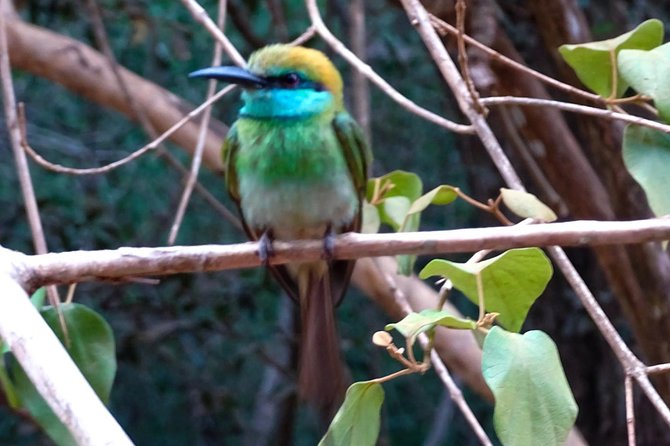 Jeep Safari at Kumana National Park - Wildlife possibilities beyond birds