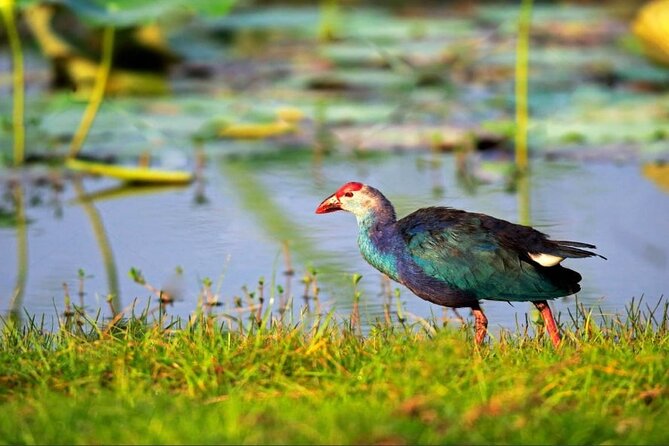 Kalametiya Bird Sanctuary Catamaran Bird Watching Tour - Key points about the Kalametiya boat tour