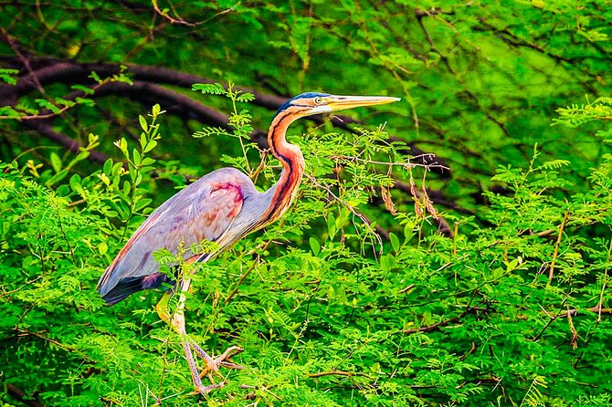 Kalametiya Bird Sanctuary Catamaran Bird Watching Tour - Two to three hours by catamaran
