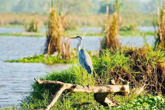 Kalametiya Bird Sanctuary Catamaran Bird Watching Tour - What the $55 price means