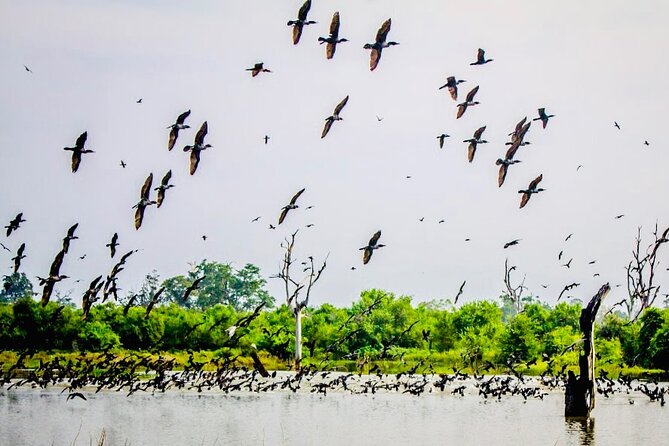 Kalametiya Bird Sanctuary Catamaran Bird Watching Tour - Who will enjoy this most