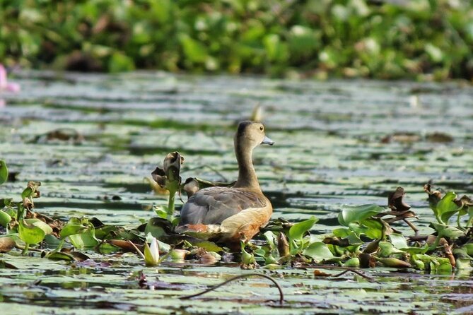 Kalametiya Bird Sanctuary Catamaran Bird Watching Tour - Practical booking advice for bird watchers
