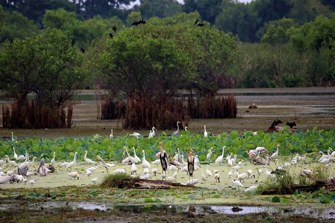 Kalametiya Bird Sanctuary Catamaran Bird Watching Tour - Arriving at the lagoon departure point
