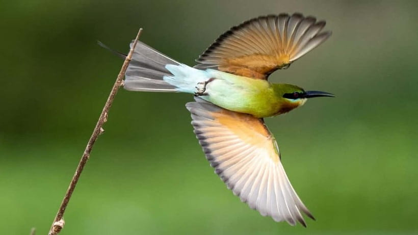 Kalametiya Sanctuary: Bird Watching by Private Boat Tour - A calm introduction to Kalametiya Sanctuary