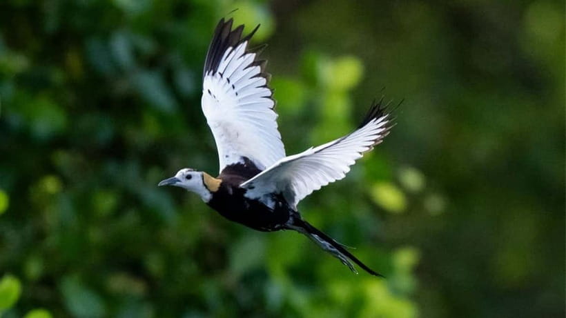 Kalametiya Sanctuary: Bird Watching by Private Boat Tour - What the two-hour itinerary feels like