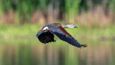 Kalametiya Sanctuary: Bird Watching by Private Boat Tour