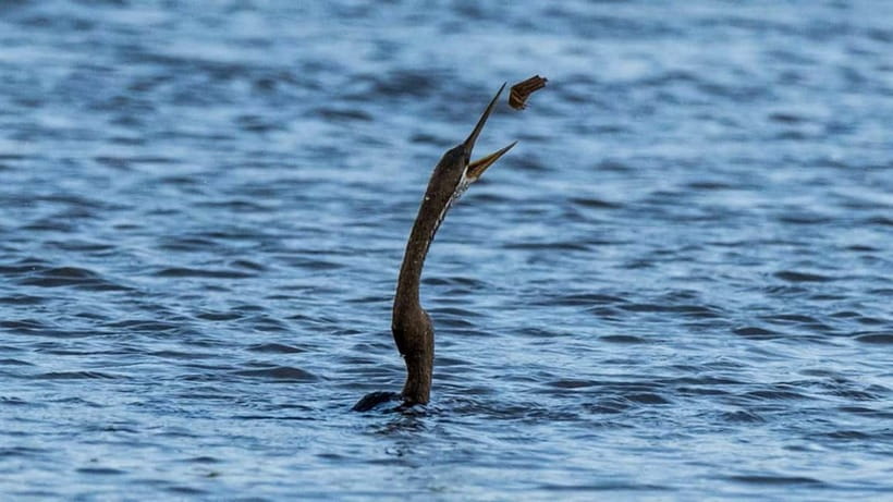 Kalametiya Sanctuary: Bird Watching by Private Boat Tour - Practical planning for a smoother outing