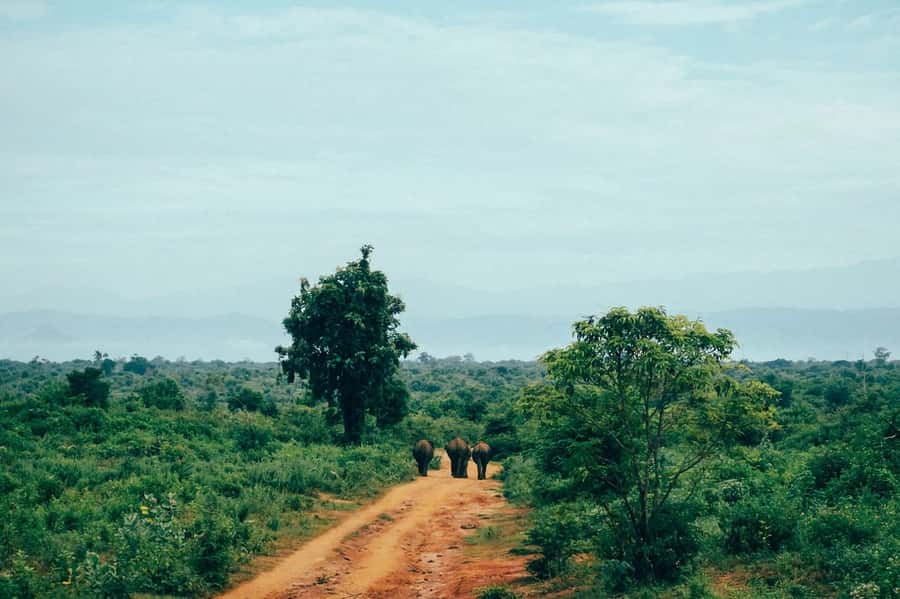Kandy: 4-Day Sri Lanka Full Circle Private Tour To Colombo - The Ella morning and the Yala safari