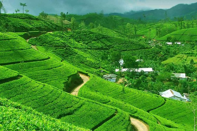 Kandy and Pinnawala Private Day Tour from Colombo/Negombo - Why this Colombo to Kandy trip works