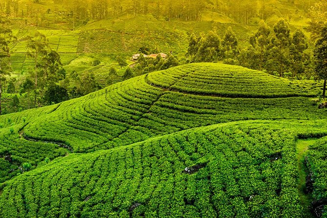 Kandy and Pinnawala Private Day Tour from Colombo/Negombo - Tea plantation and factory visit