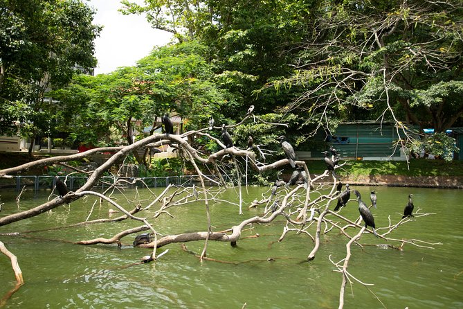 Kandy City Day Tour with a verified tour guide - Why Kandy works well as a full-day tour