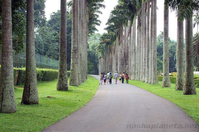 Kandy City Explore Tour Morning/Evenening Private Tour - The cultural show and evening timing