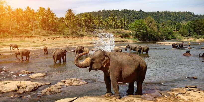 Kandy: City Highlights and Ramboda Waterfall Trip - Starting with Asgiriya Stupa