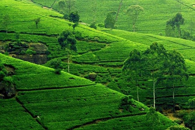 Kandy City Tour - The Gampola-era temples: Lankatilaka, Gadaladeniya, and Embekka