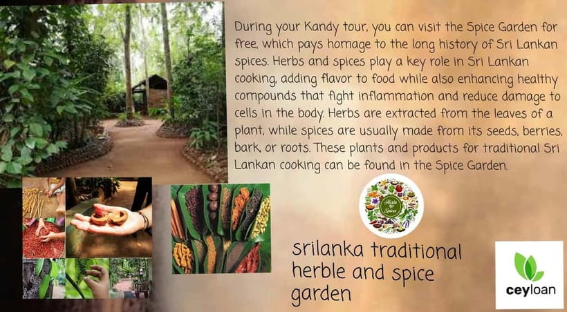 Kandy: City Tour with Temple of the Tooth & Tea Garden - A university visit and places outside the usual route