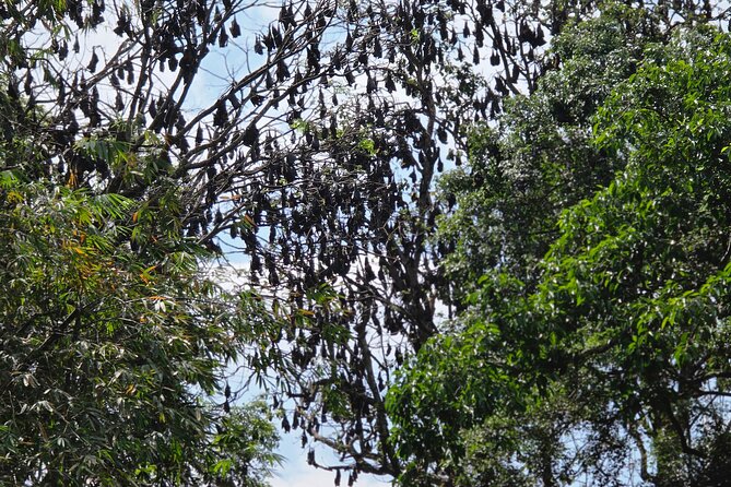 Kandy Full Day Tour Private All Inclusive - Tea Production at Kadugannawa