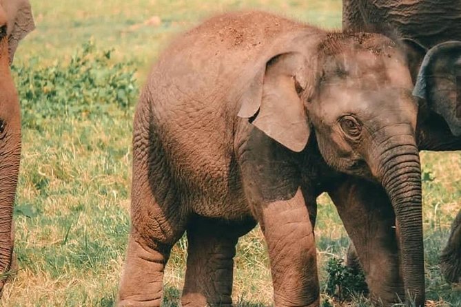 Kandy - Minneriya National park & Sigiriya Rock Fortress - Private Transport - Ayurvedic village and the roadside food stops