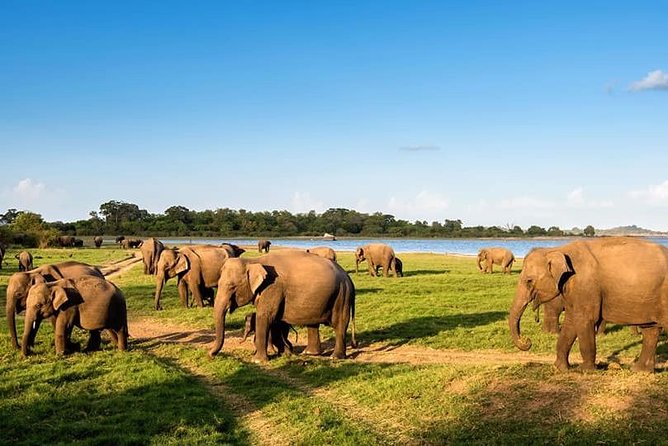 Kandy - Minneriya National park & Sigiriya Rock Fortress - Private Transport - Lunch near Sigiriya, paid separately