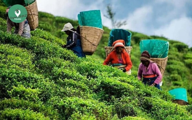 Kandy: Nuwara Eliya Day Explore by Tuk tuk with Local Guide - Blue Field Tea Factory explains the tea trade