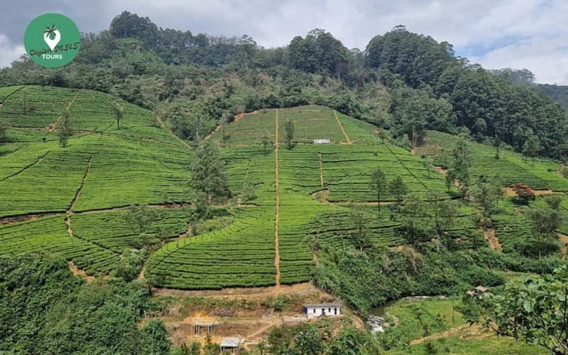 Kandy: Nuwara Eliya Day Explore by Tuk tuk with Local Guide - Horton Plains is a different kind of add-on
