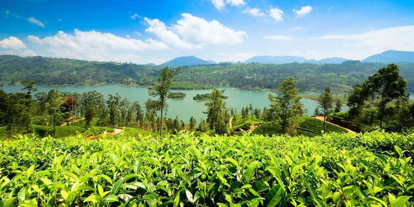 Kandy: Nuwara Eliya Day Trip - Wood carving and the commercial side of local craft
