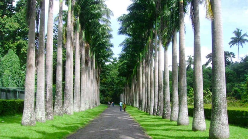 Kandy : Pinnawala Day Tour with Top Rated Local Guide - Who should book this experience?