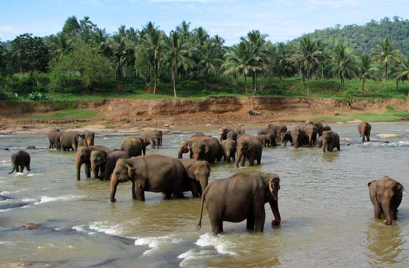 Kandy : Pinnawala Day Tour with Top Rated Local Guide - Leaving Kandy by tuk-tuk