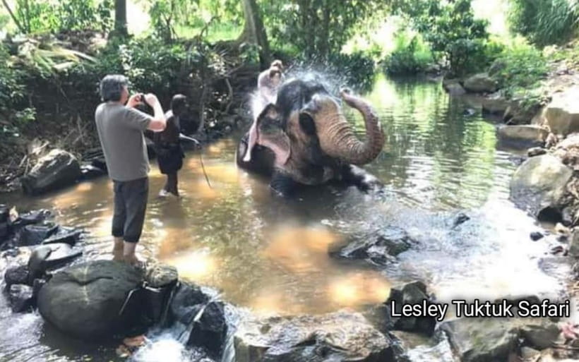Kandy : Pinnawala Elephant Safari Private Guid Tuk Tuk Tour - Meeting the elephants at Pinnawala