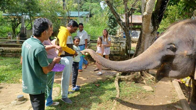 Kandy & Pinnawala & Tea Factory Full Day Tour From Negombo - Key points to know before booking