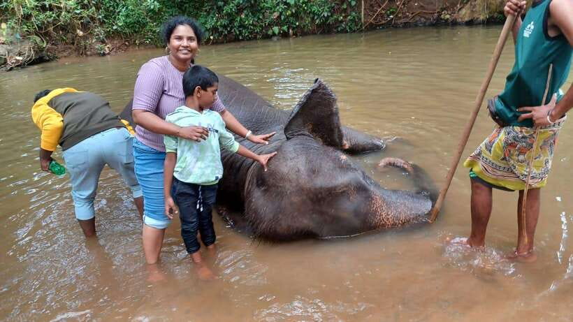 Kandy & Pinnawala & Tea Factory Full Day Tour From Negombo - Tea factory and estate: one of the day’s strongest stops