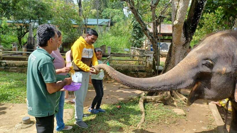 Kandy & Pinnawala & Tea Factory Full Day Tour From Negombo - Royal Botanical Garden in Kandy