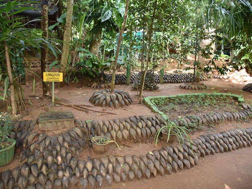 Kandy Private Guided City Tour by Tuk Tuk - Mahaweli River, monkeys, and the road to tea country