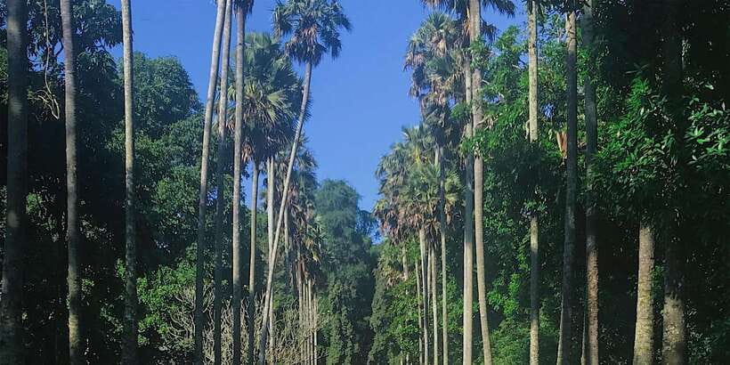 Kandy: Private Guided City Tours by Tuk Tuk Sightseeing Tour - Ending with a Kandy Cultural Show