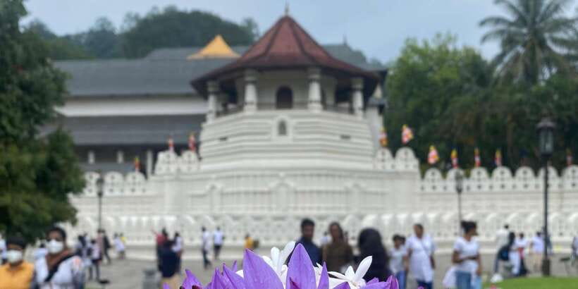 Kandy privet day tour with pinnawala and Tea plantation - Why this Kandy day tour works