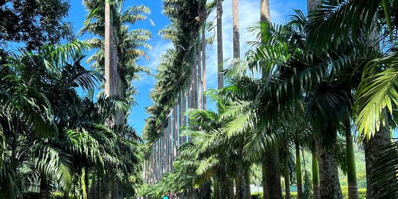 Kandy privet day tour with pinnawala and Tea plantation - Tea at New Giragama Tea Factory